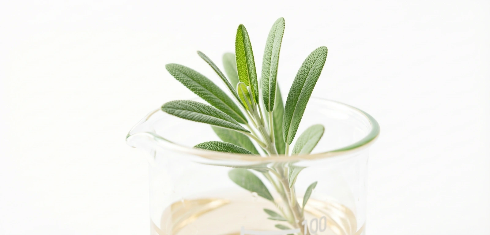 Botanical clinical detail